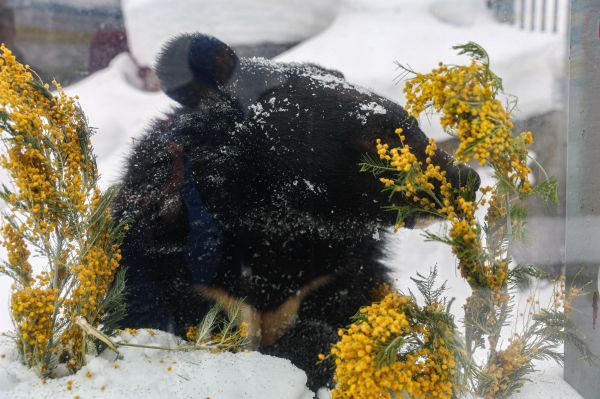 Первые после спячки: медведи начали гулять в Екатеринбургском зоопарке