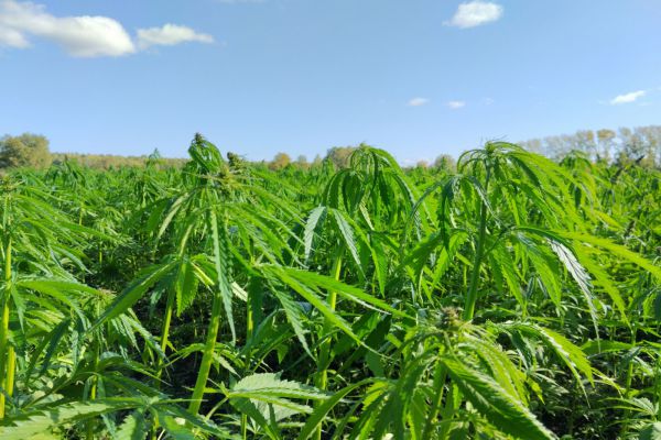 Уральские биологи доказали высокую способность конопли поглощать СО2