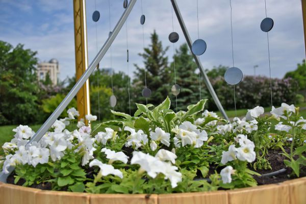 Главным летним украшением улиц Нижнего Тагила станут петунии и хризантемы