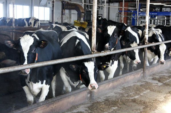 Просроченные продукты разрешат отправить на корм животным