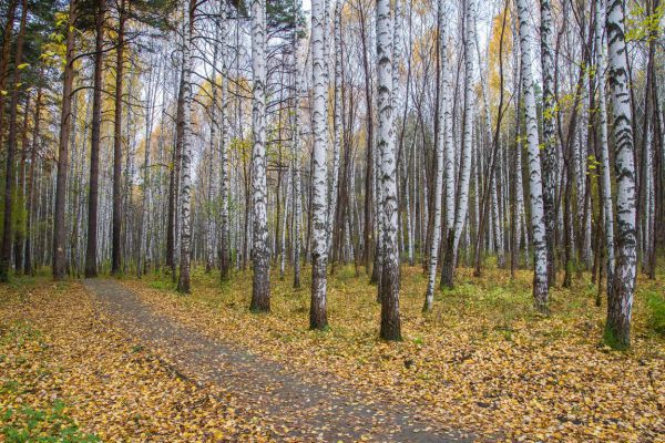 В Парке Победы в Екатеринбурге открыли тропу Кузнецова