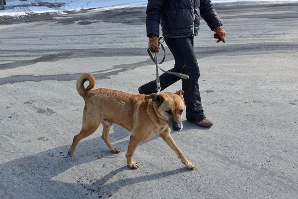 За агрессивную собаку отвечает ее хозяин