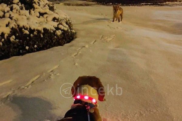 После снегопада екатеринбуржцы заметили сразу на нескольких улицах лис