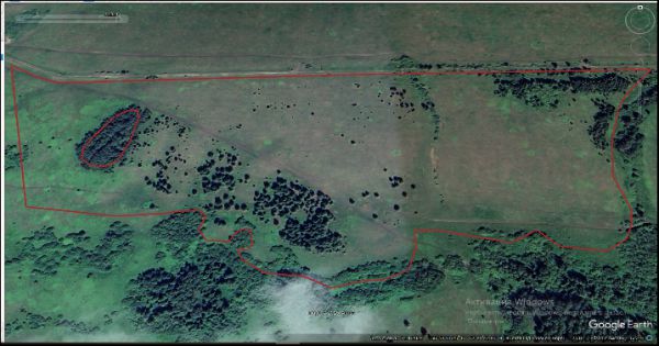 Пять лет запустения. Под Камышловом арендатор довел сельхозземли до состояния дикого поля