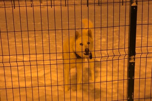 Сбежавший пес породы хаски терроризировал Мичуринский