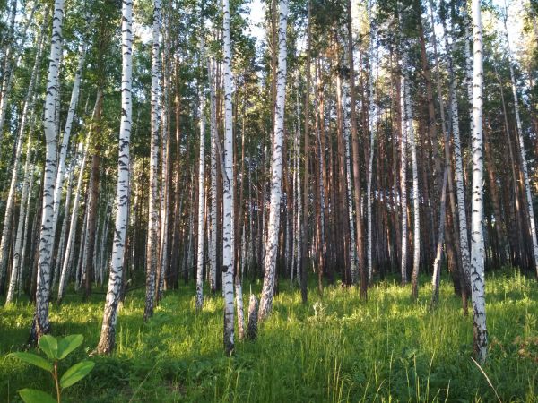 В уральской тайге жуков-вредителей обнаружили до начала их массового размножения