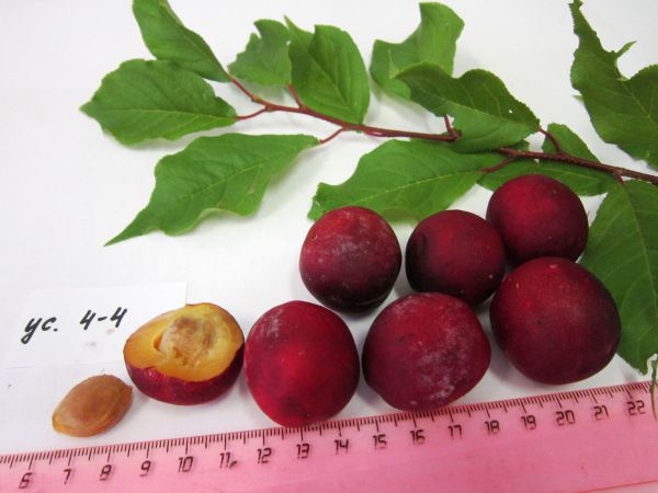 Патент на косточковую. Уральские ученые вывели новый сорт сливы «Шелест»