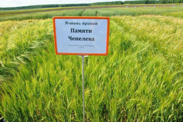 Яровой ячмень уральской селекции признан лучшим в России