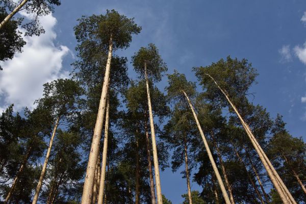 В Минприроды спрогнозировали риск лесных пожаров на Урале в сентябре 2025 года