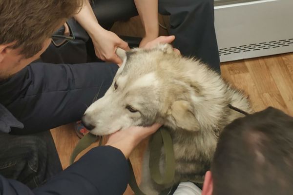 Борьба за лапу: травмированного хаски из Тавды вылечат в Екатеринбурге