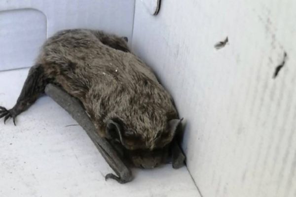 Жители Каменска-Уральского спасли от холода летучую мышь