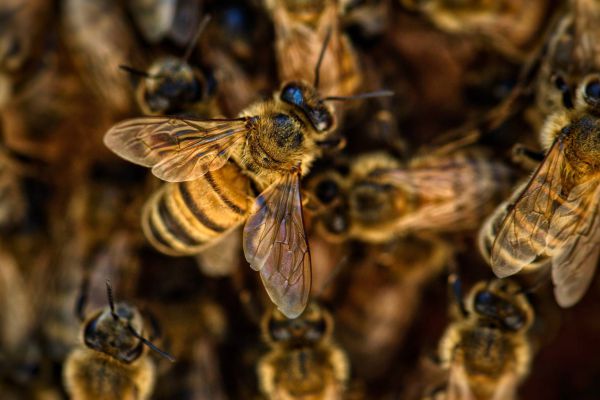 В Сухом Логу погибли пчелы из-за обработки полей химикатами