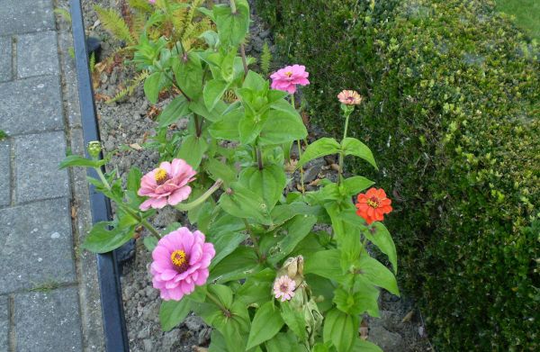 Ученые нашли способ, как вырастить томаты с прочным стеблем