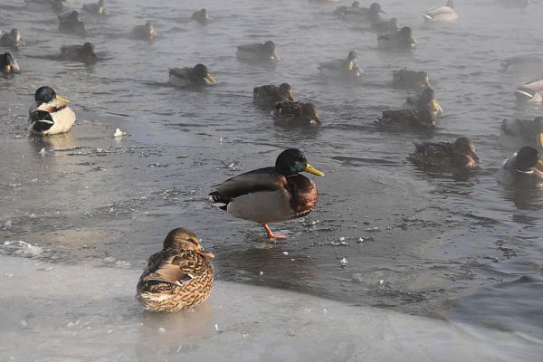 Ведущие климатологи мира  объяснили, что ждет планету Земля и, в частности, Россию
