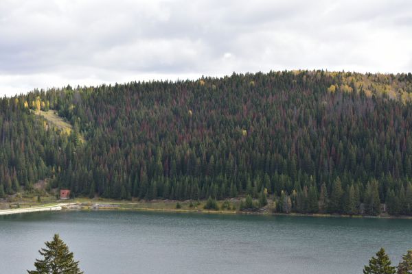 Лесники будут быстрее выявлять и вырубать зараженные вредителями деревья