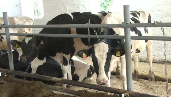 Продукция крупных свердловских молокоперерабатывающих предприятий соответствует строгим стандартам качества