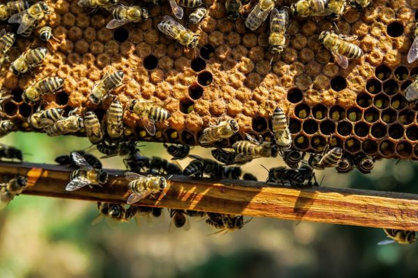 В Каменском районе отмечены случаи гибели пчел из-за отравления пестицидами