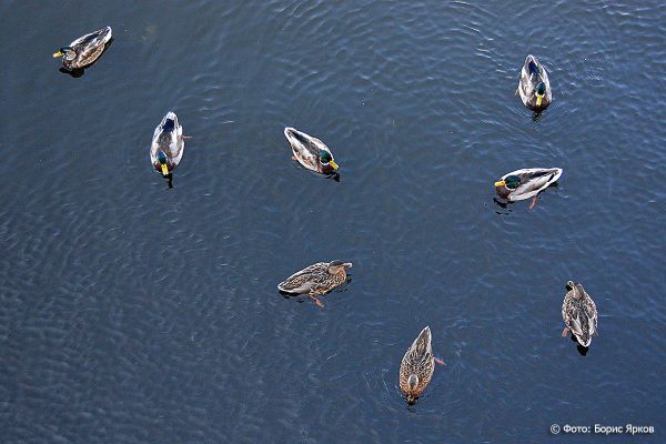 На Среднем Урале  изменили  сроки охоты на кабана  и боровую дичь