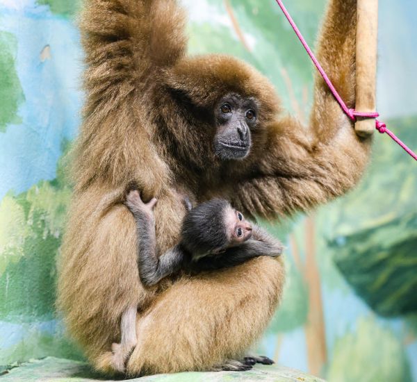 В Екатеринбургском зоопарке пополнение: первый месяц родительства белоруких гиббонов