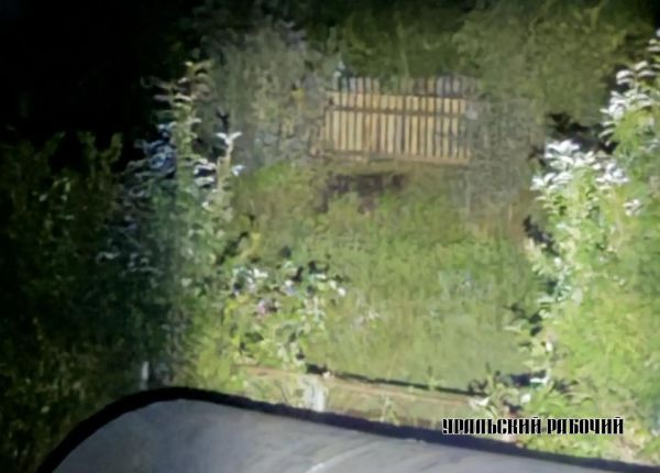 Забор погнут, помяты кусты малины: медведица с медвежатами весь июль держит в страхе жителей Ивделя