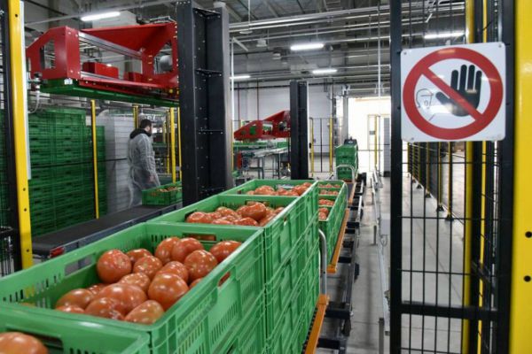 В Екатеринбурге сотрудники Россельхознадзора обнаружили партию зараженных помидоров