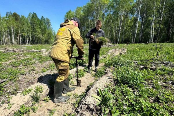 Сад памяти: свердловчане высадили в честь героев Великой Отечественной войны более 230 тысяч деревьев