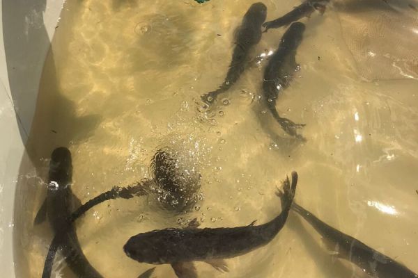 В Нижне-Тагильское водохранилище выпустили две тысячи белых толстолобиков