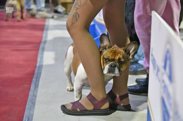 В Екатеринбурге прошла международная выставка «Французский бульдог»