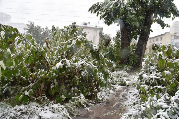 В Екатеринбурге из-за непогоды упало несколько деревьев