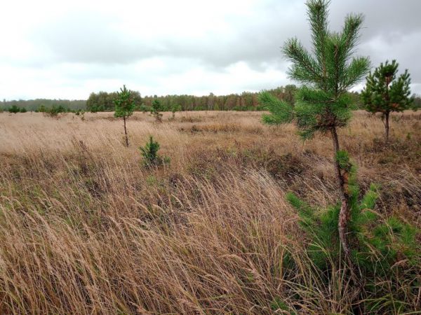 Россельхознадзор выявил нарушения на сельхозземлях в Свердловской области
