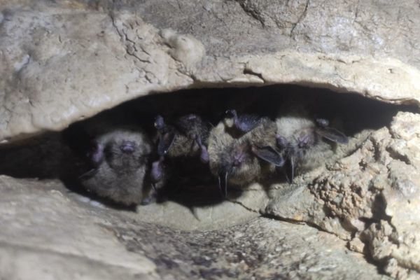 На Среднем Урале запретят кормить летучих мышей, внесенных в красную книгу региона