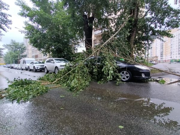 ТСЖ заплатит екатеринбуржцу 192 тысячи рублей за упавшую на автомобиль березу
