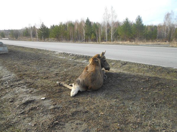 За лося — штраф, а за кота?