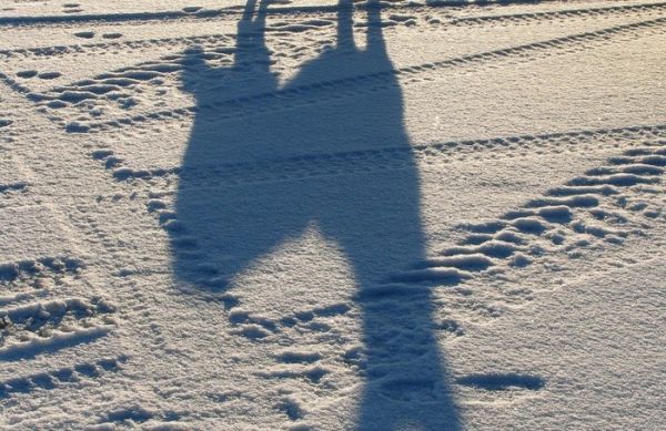 В Кольцово замерзла брошенная хозяйкой собака