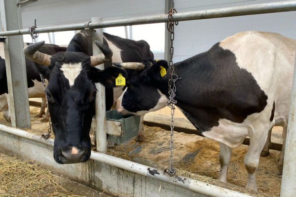 Уральские ученые впервые изучат причину появления в молоке опасных трансжиров