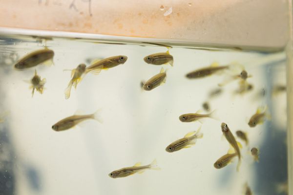 Изучать психические расстройства и тестировать лекарства теперь можно и на рыбках