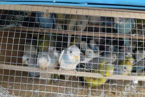 Вот это поворот! Почти 600 птиц прилетели с Юга в уральскую столицу