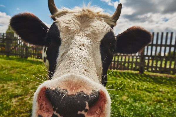 Свердловских молочников отчитали за продажу продукции в других регионах