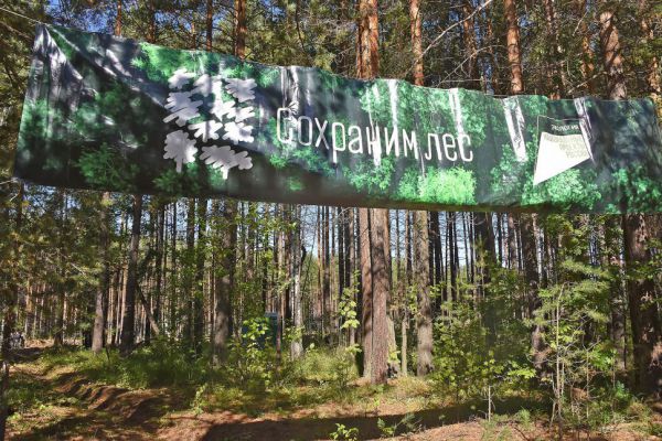 Специалисты оценят санитарное состояние лесов Среднего Урала