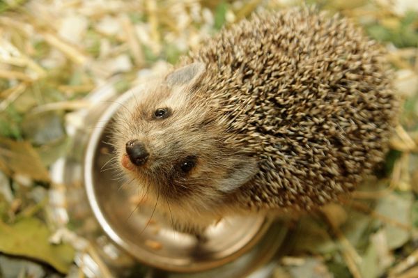В Екатеринбургском зоопарке еж спрогнозирует наступление весны
