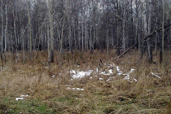 В Тавде поймали «черного» лесоруба