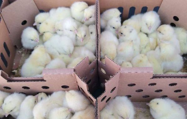 Из аэропорта Кольцово на Дальний Восток отправили 28 тысяч цыплят