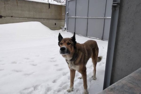 Житель Екатеринбурга третий год ищет своего пса по кличке Малыш